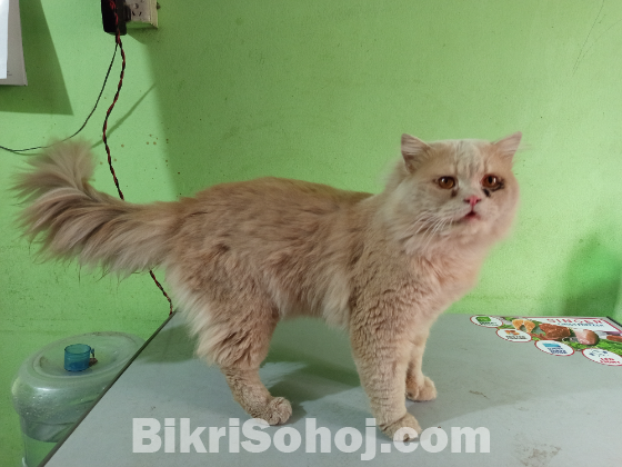 Persian cat